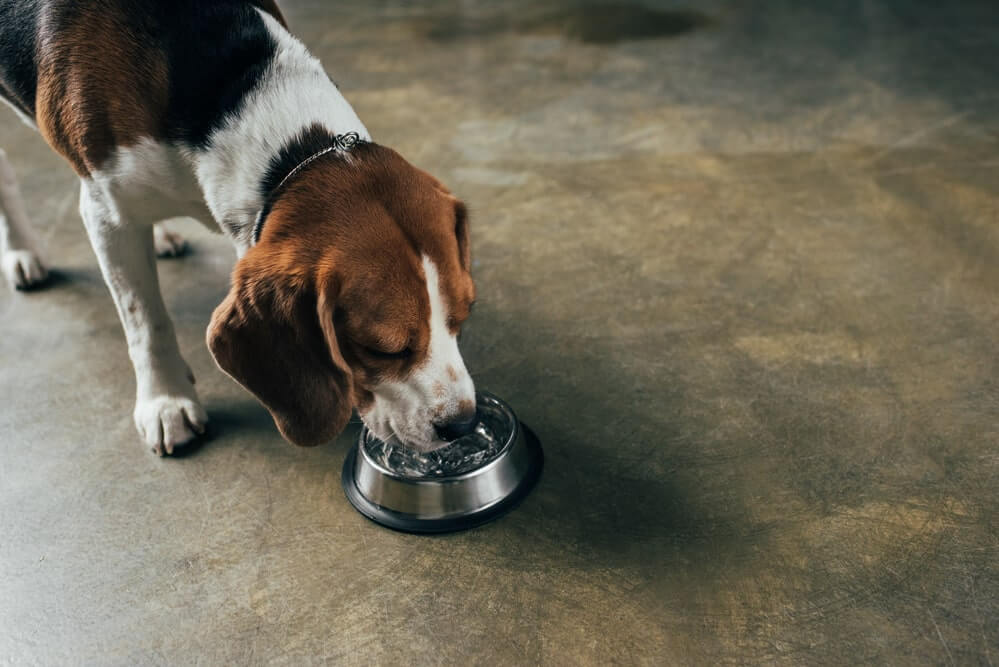 Schonkost für Hunde ausreichend trinken