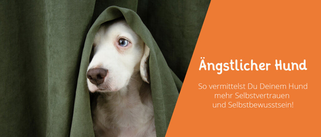 Ängstlicher Hund