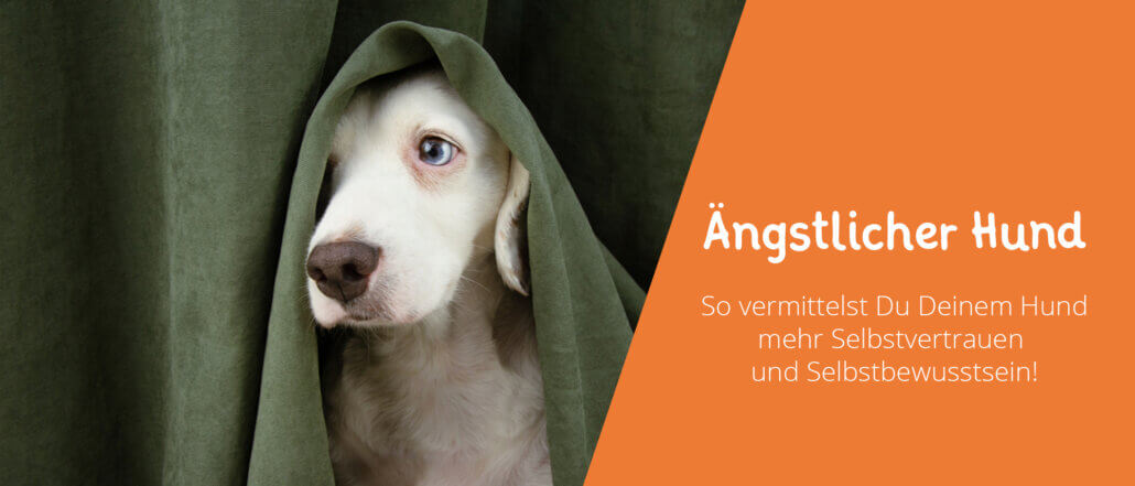 Ängstlicher Hund