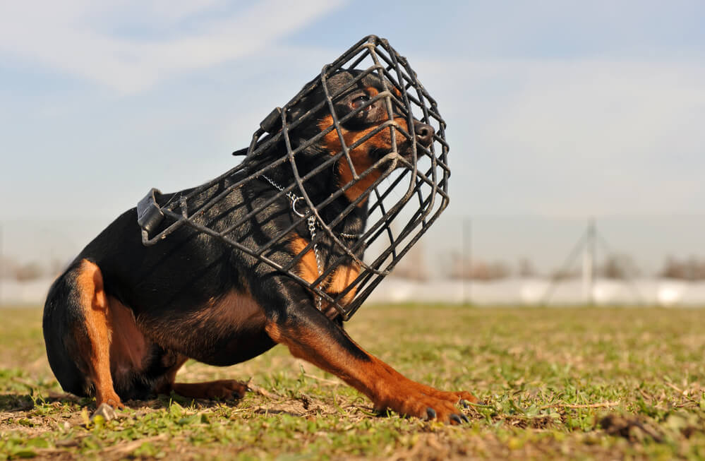 Übersprungshandlungen beim Hund mit Maulkorb trainieren