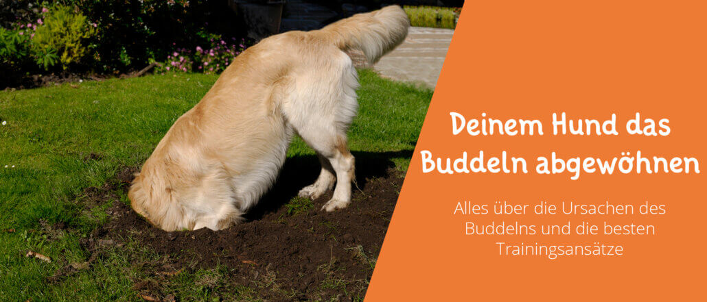 Hund das Buddeln abgewöhnen