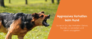 Aggressives Verhalten beim Hund