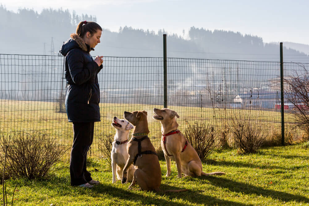 Aggressives Verhalten richtig trainieren