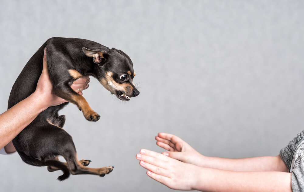 Pinscher zeigt deutliches Drohen