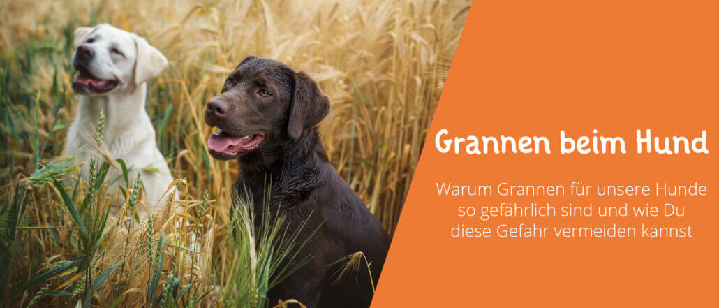 Grannen beim Hund