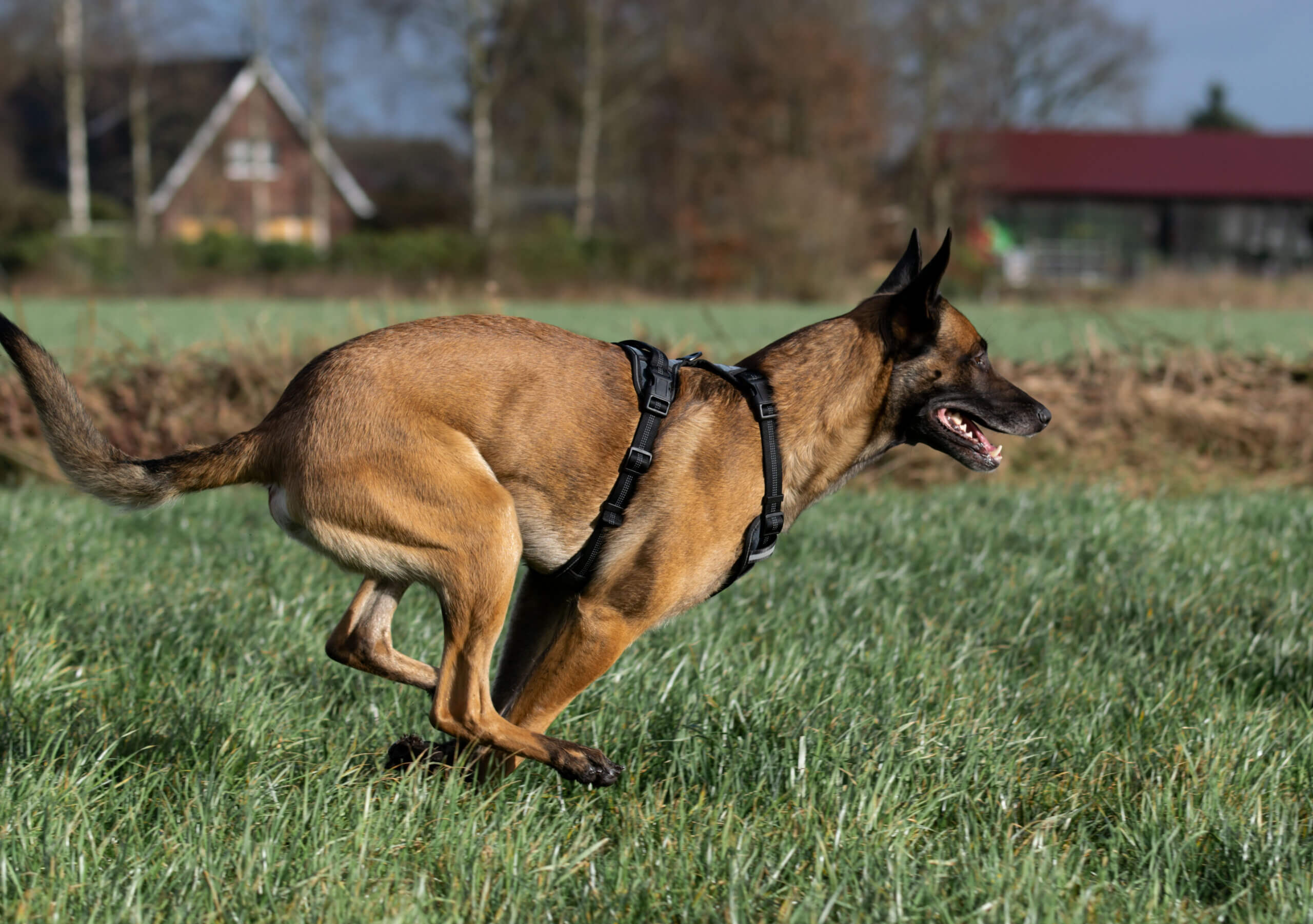 Joggen mit Hund im Freilauf