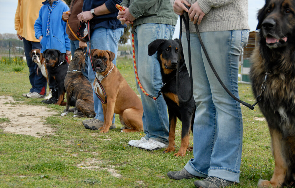Hundeschule