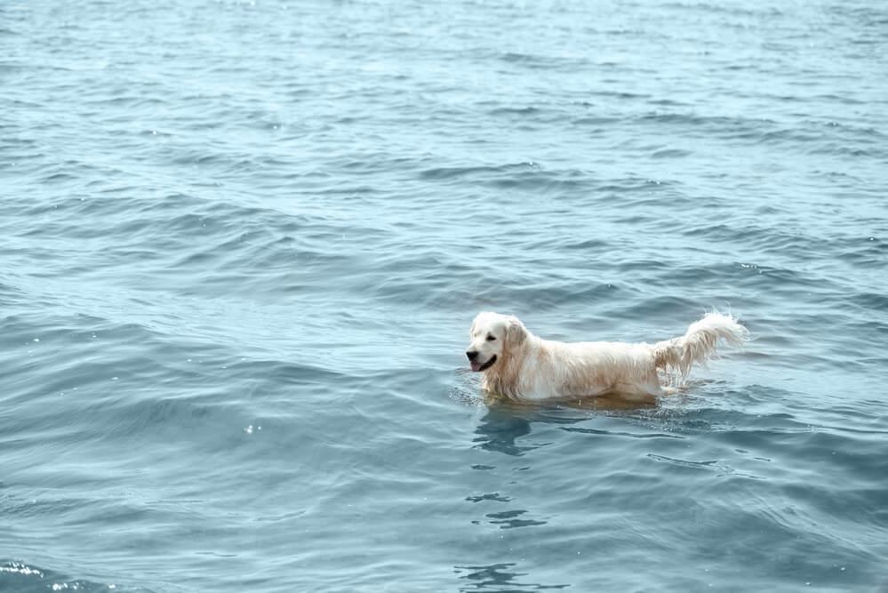 Wasserspaß für Hunde