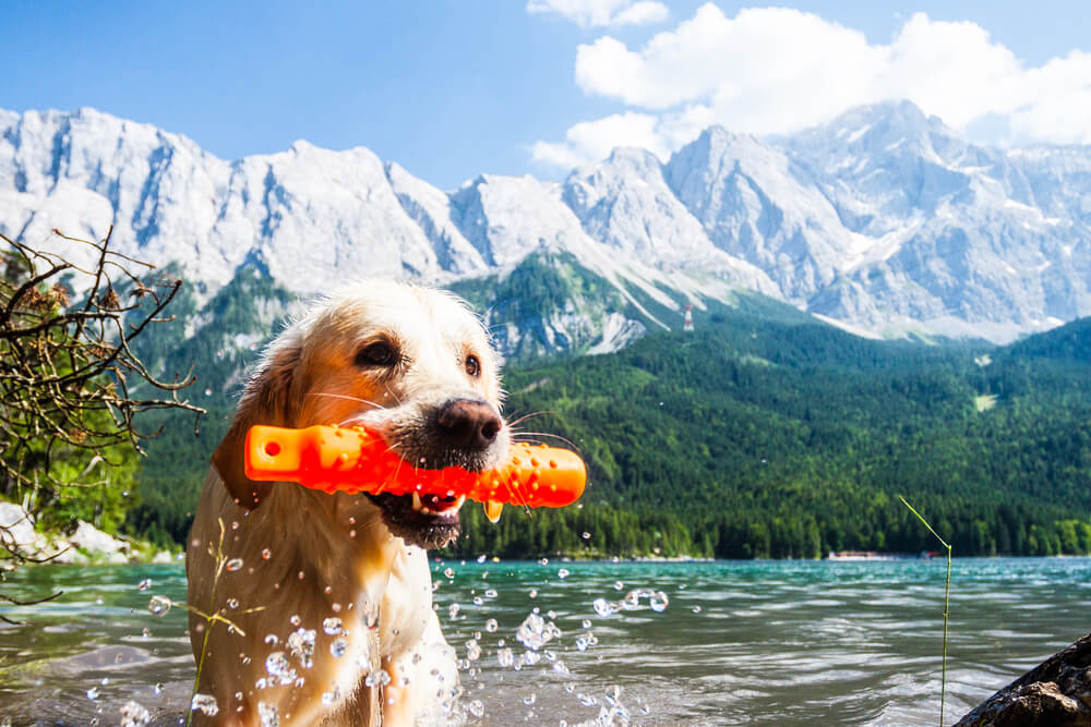 Wasserspaß für Hunde