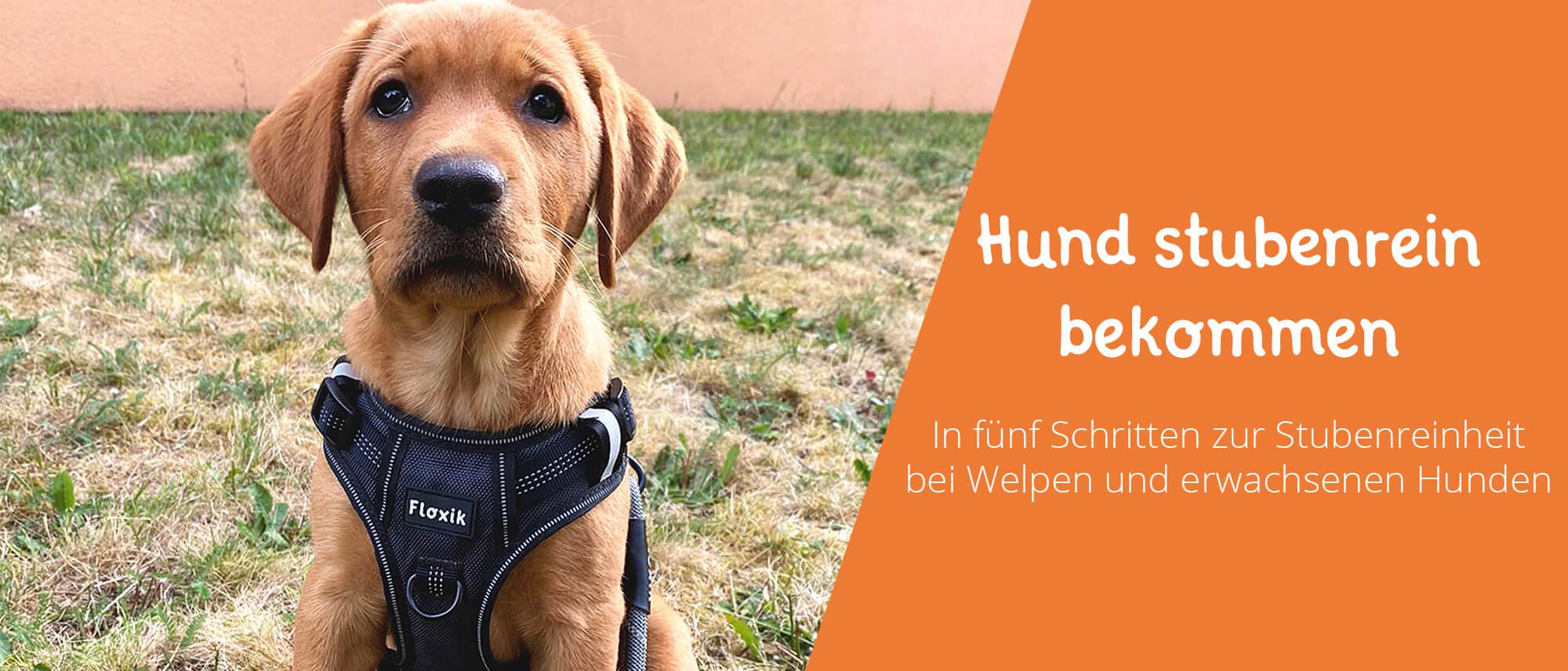 Woran Merke Ich Das Mein Welpe Stubenrein Ist Hund stubenrein bekommen - Tipps für den Einzug eines Welpen
