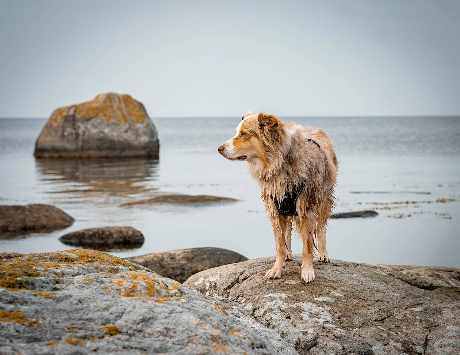 Urlaub mit Hund in Schweden