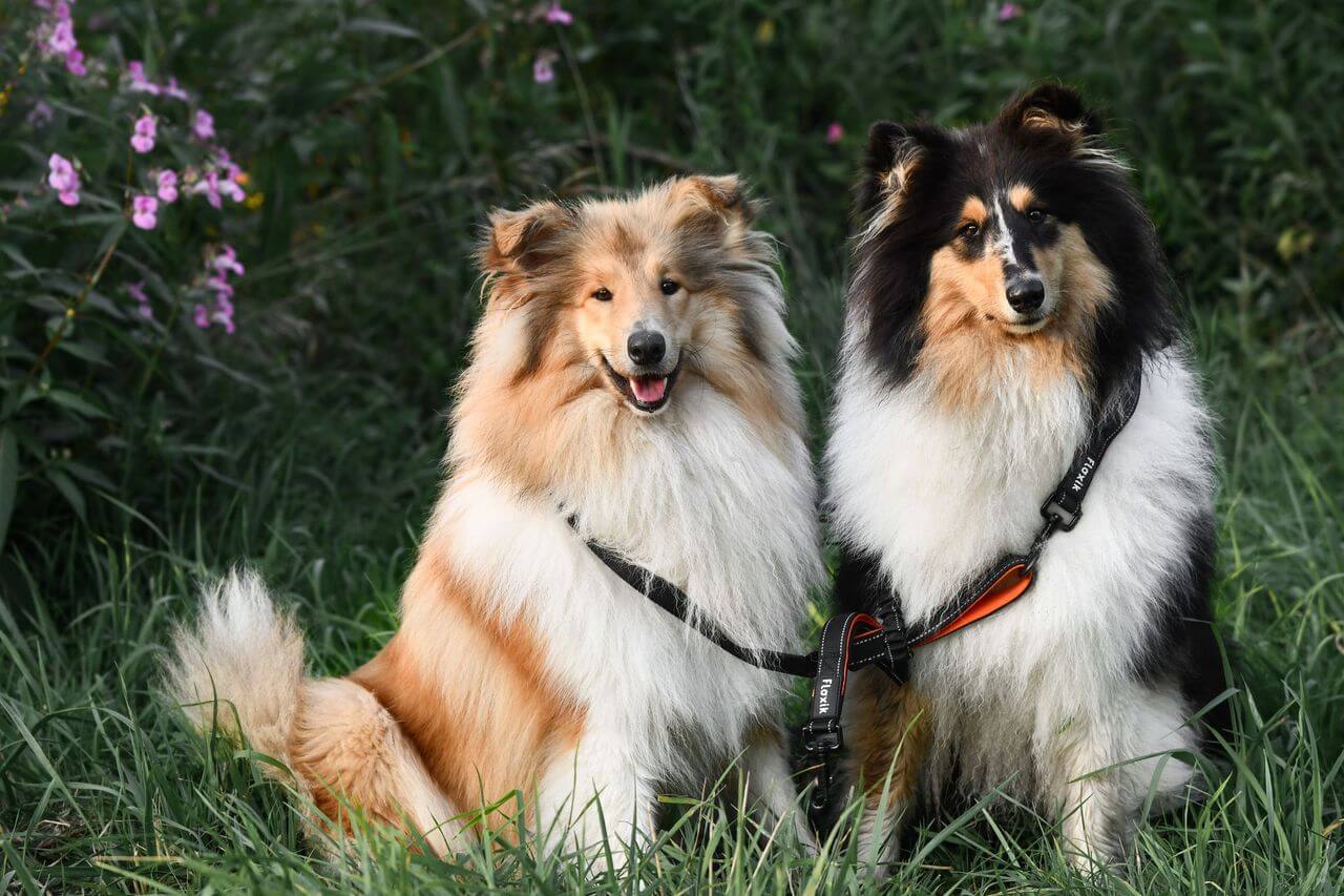 Zweithund Shelties