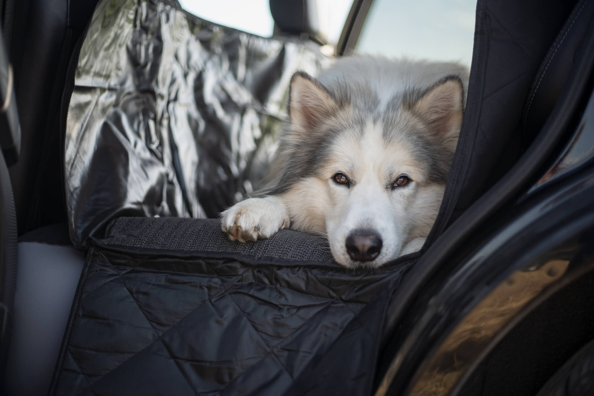 Hund im Herbst Autoschondecke