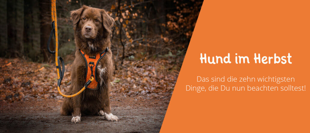 Hund im Herbst