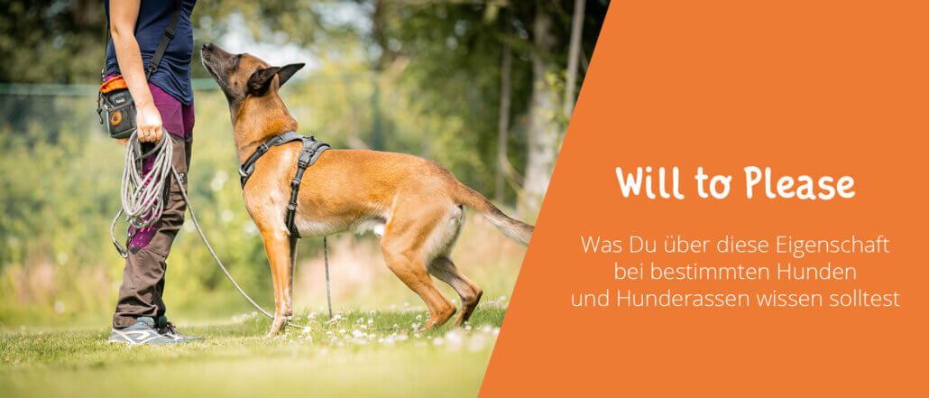 Will to please bei Hunden