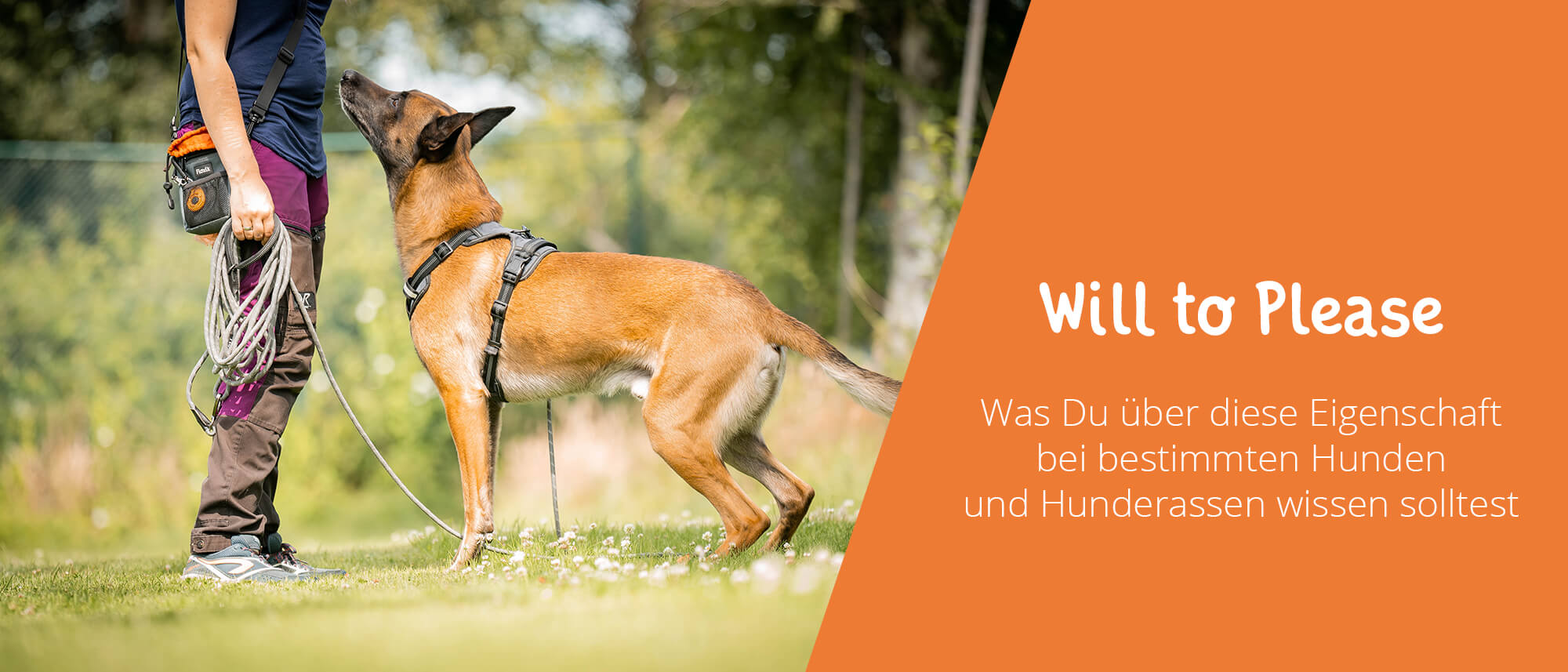Will to please beim Hund Definition und Förderung
