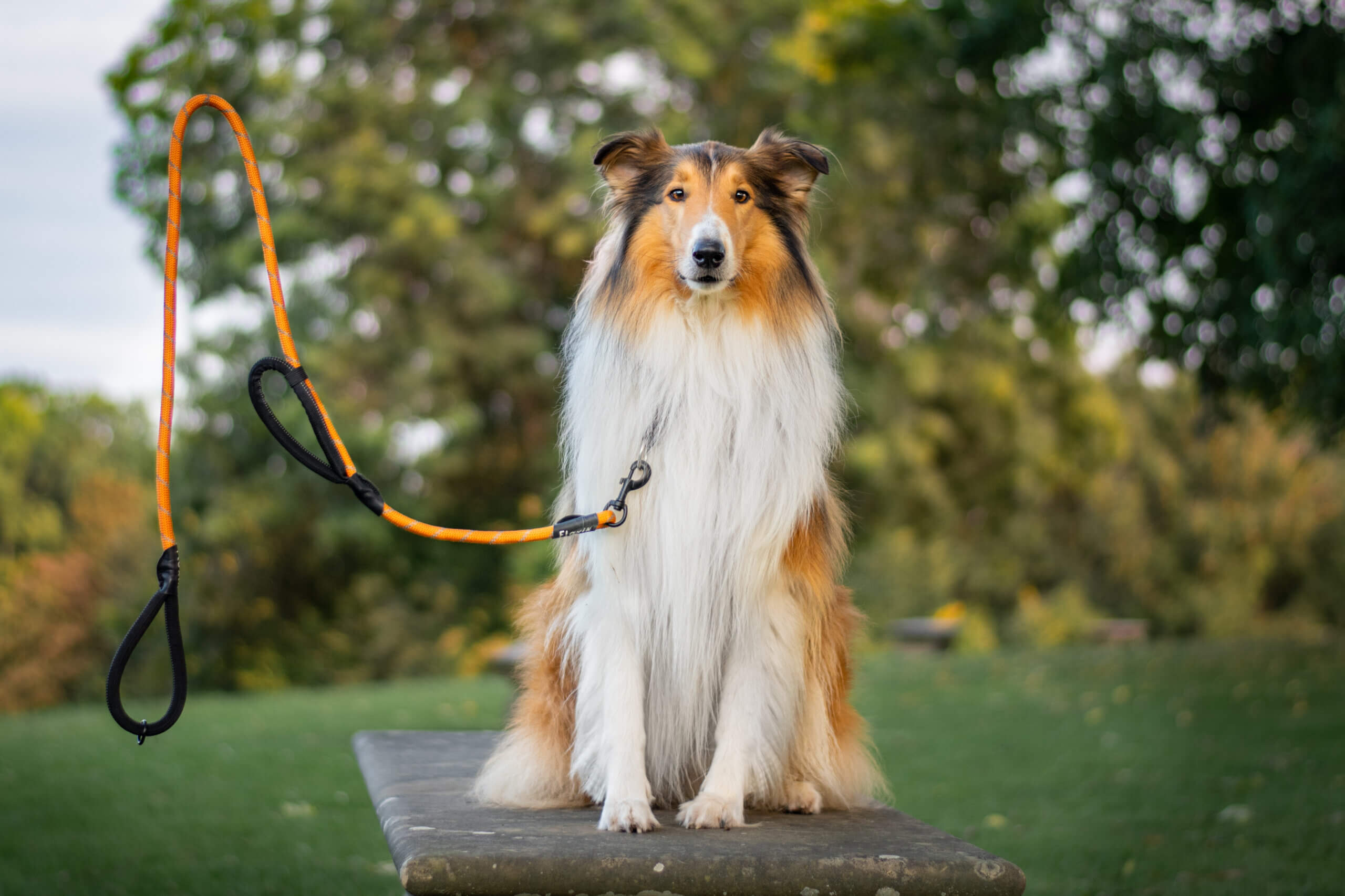 Will to please beim Hund Collies