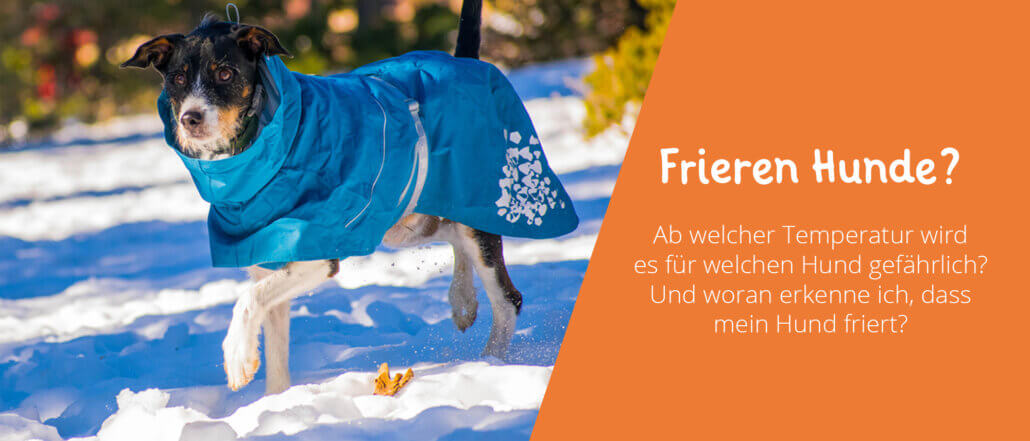 Frieren Hunde?