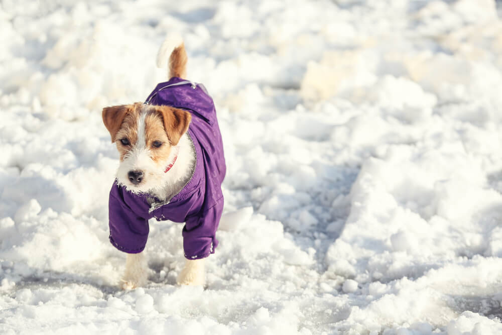Kleine Hunde frieren schneller
