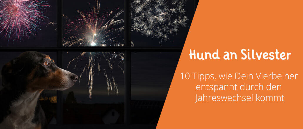 Hund an Silvester 10 Tipps Entspannung