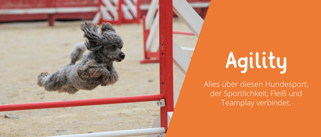 Agility mit Hunden