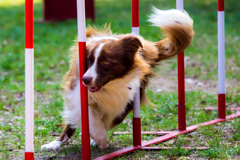 Agility Hundesport