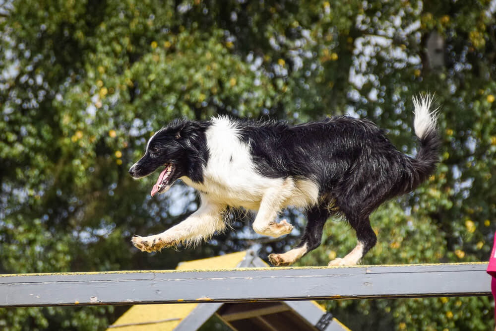 Agility