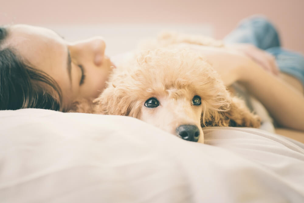 Hund schmatzt vor dem Einschlafen: Er beruhigt sich