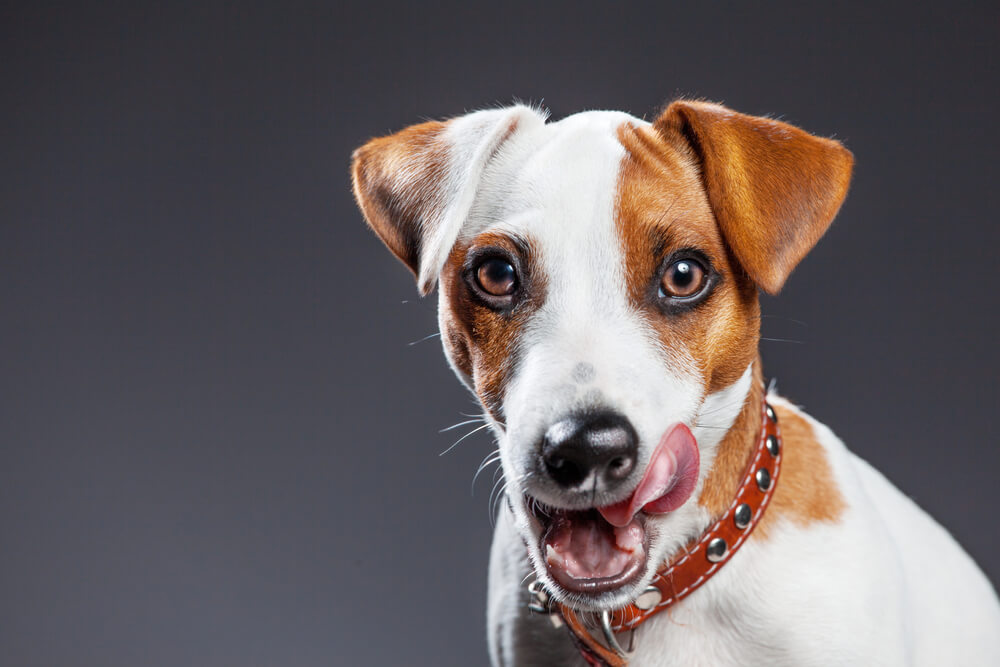 Hund schmatzt: Verschiedene Ursachen dafür