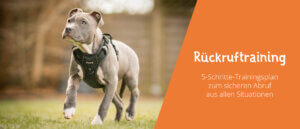 Rückruftraining Hund