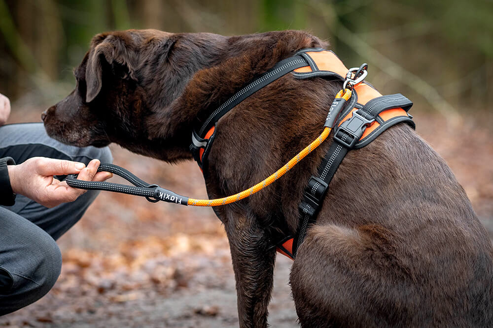 Kurzführer für Hunde