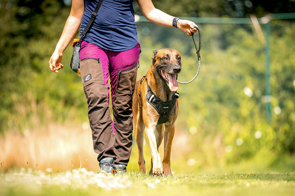 Kurzführer für Hunde kaufen