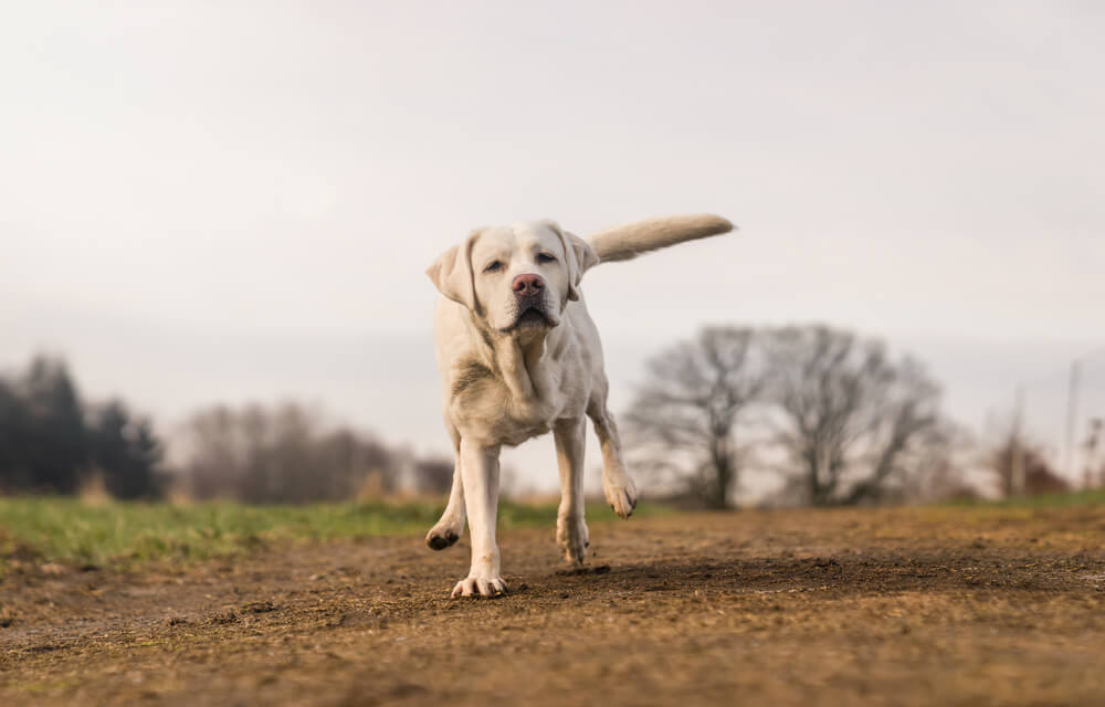 Rückruftraining Hund : Trainingstipps zum Rückruf