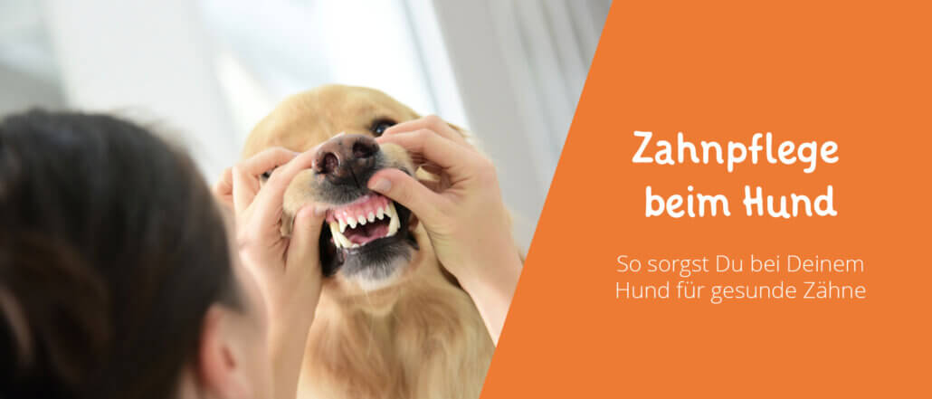 Zahnpflege beim Hund