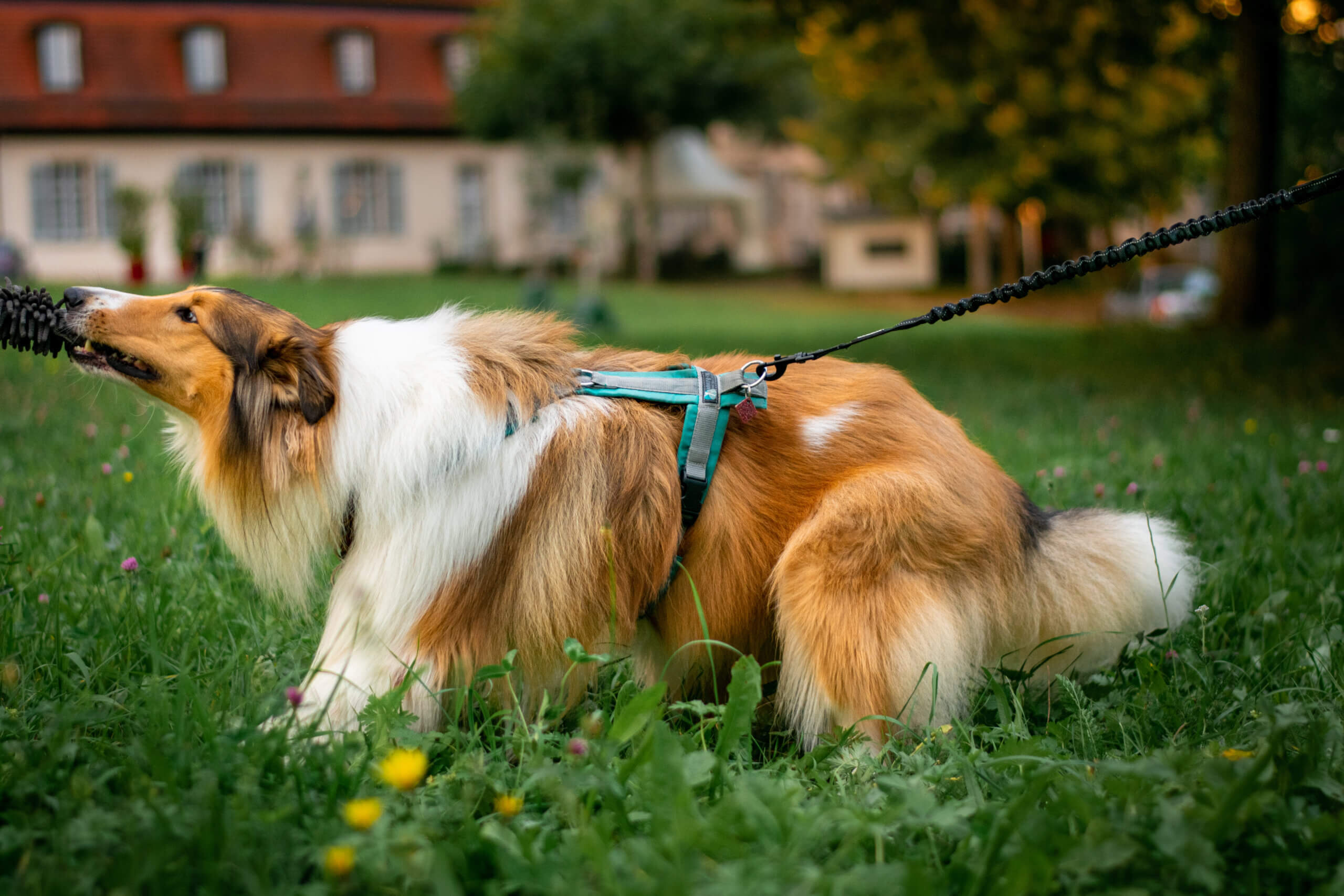 Ruckdämpfer für Hunde