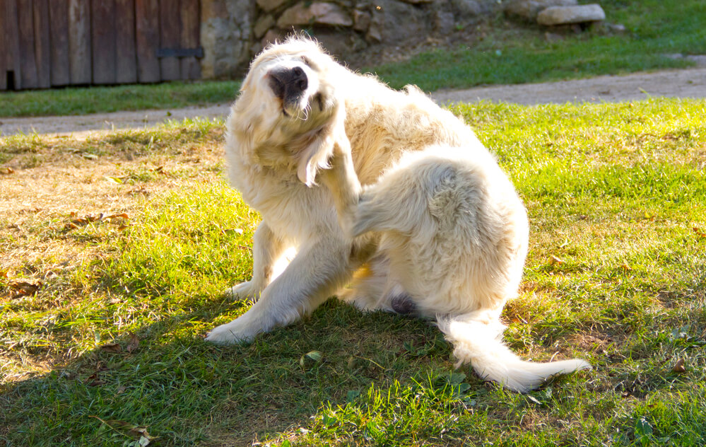 Hund kratzt sich Hund juckt sich