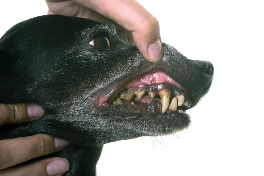 Zahnpflege beim Hund Zahnstein Zahnbelag