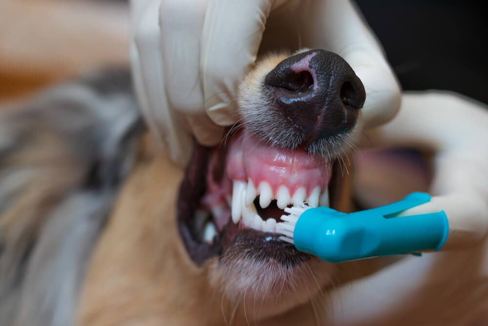 Zahnpflege beim Hund einfach