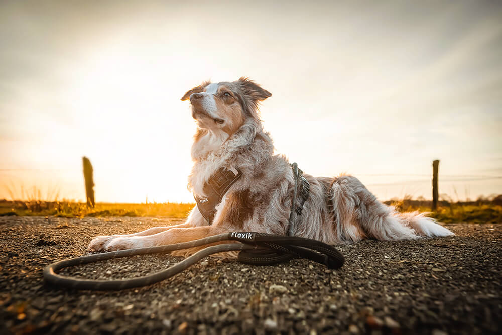 Gassi gehen bei Sonnenuntergang oder Sonnenaufgang