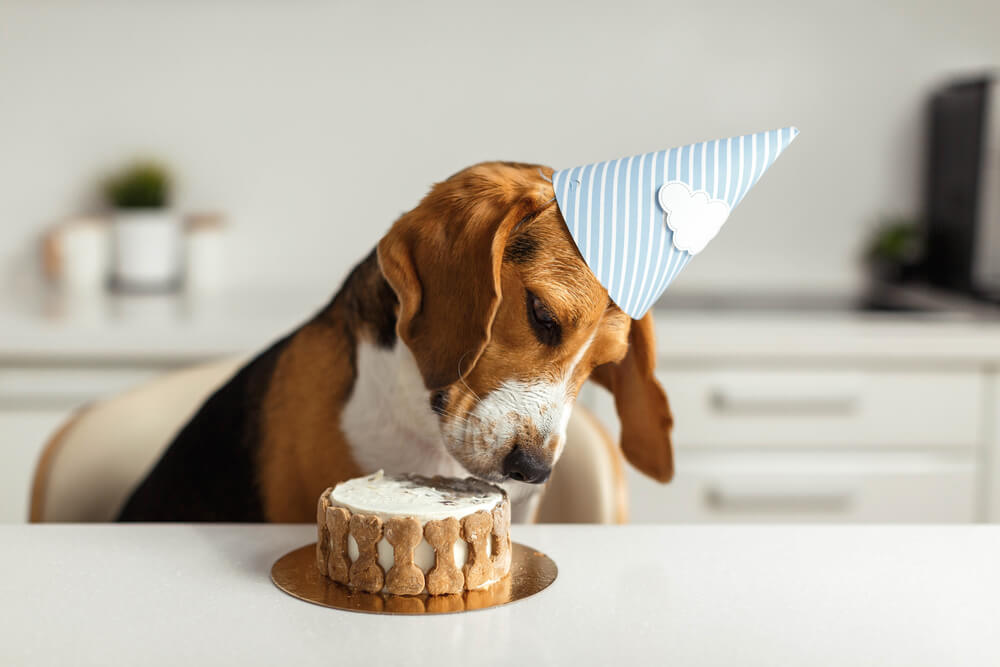 Hundetorte selber machen Rezepte