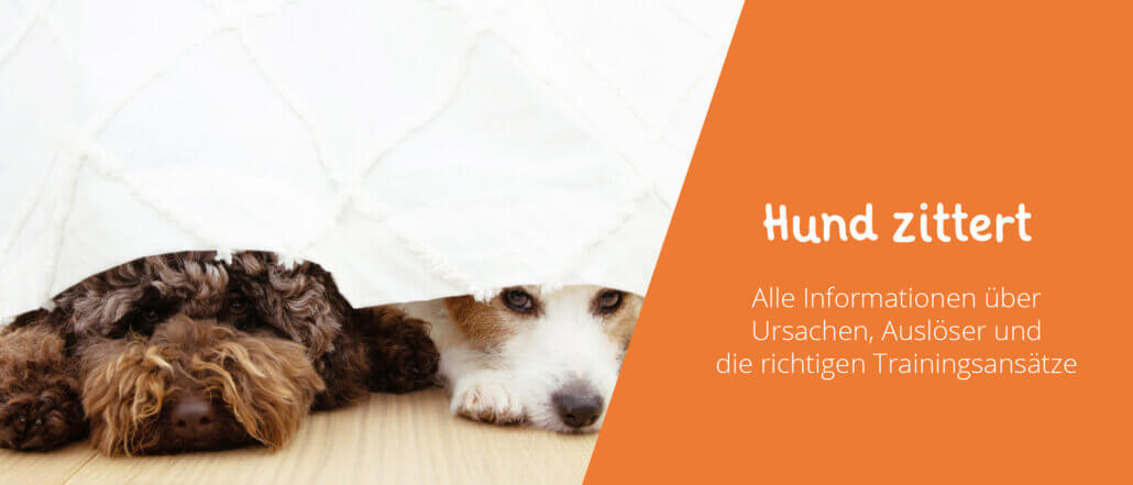 Hund zittert Ursachen