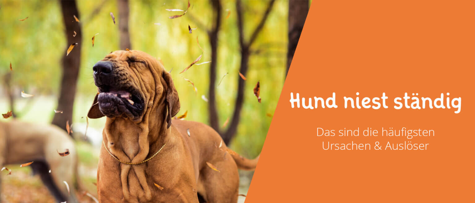Hund Niest Oft Hintereinander Was Tun Hund niest ständig - 5 mögliche Ursachen & Behandlung