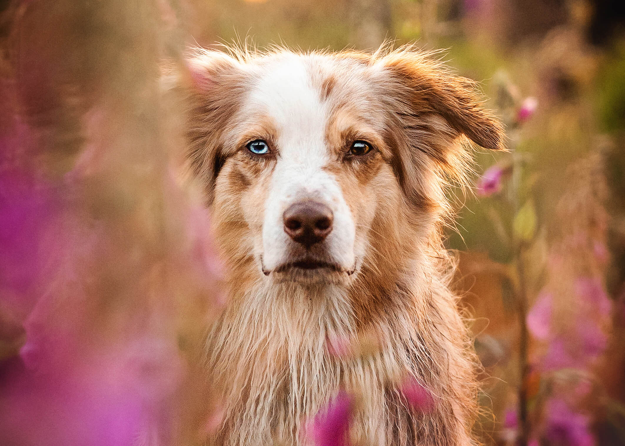 Fingerhut giftig für Hunde