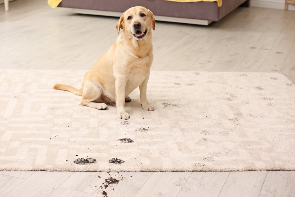 Hund rutscht auf glatten Fußböden Teppich als Alternative