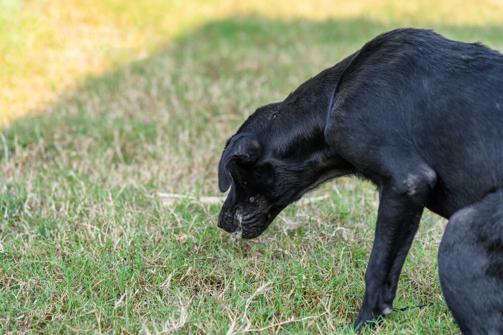 Vergiftung beim Hund Symptome