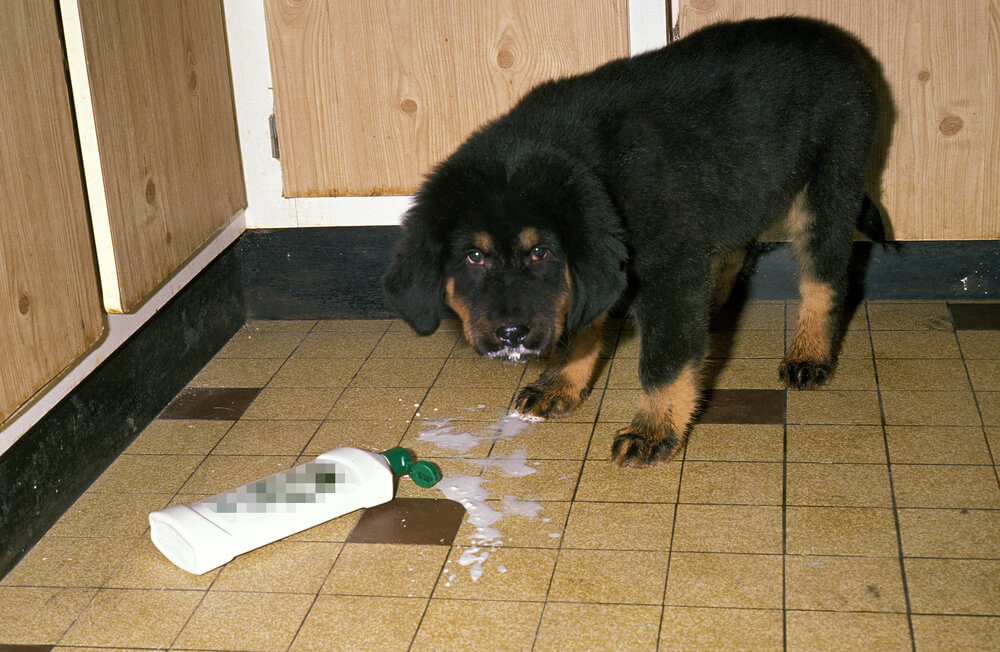 Vergiftung beim Hund durch Reinigungsmittel