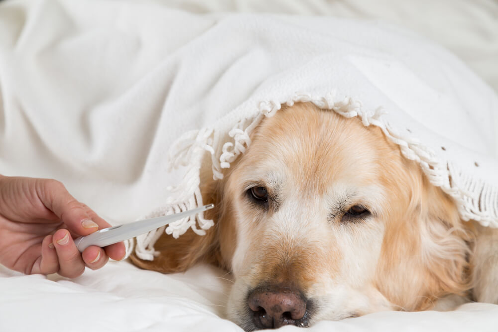 Hund zittert bei Fieber