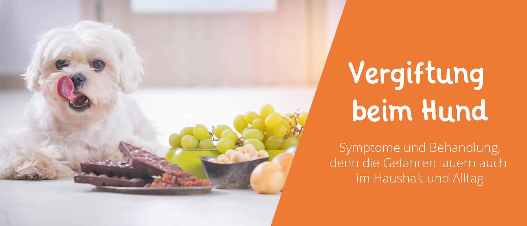 Vergiftung beim Hund die 10 größten Gefahren für Hunde