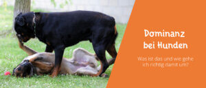 Dominanz bei Hunden dominantes Verhalten Training