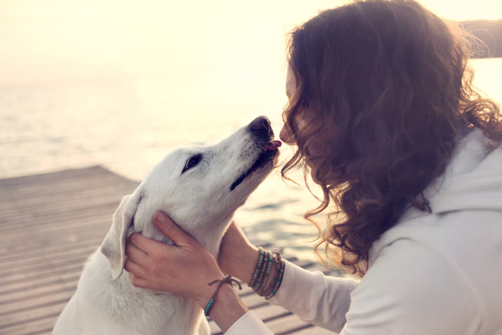 Hund niest Übersprungshandlung Calming Signal Beschwichtigungssignal